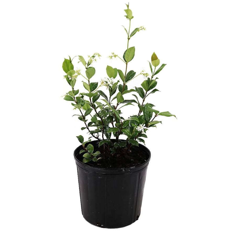 Amazon.com : American Plant Exchange Live Confederate